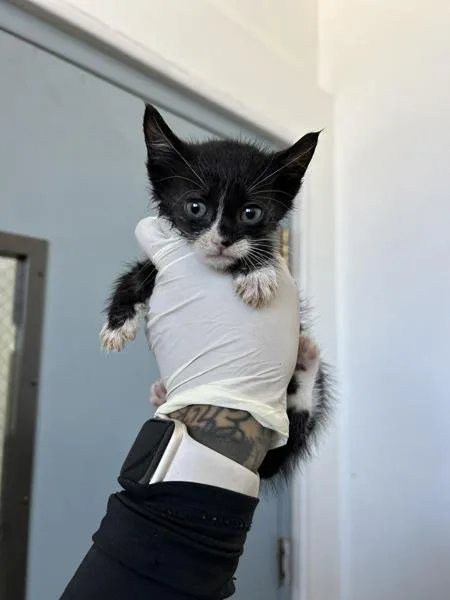 A baby small-sized female Domestic Short Hair cat named Keurig for adoption in Victorville, CA