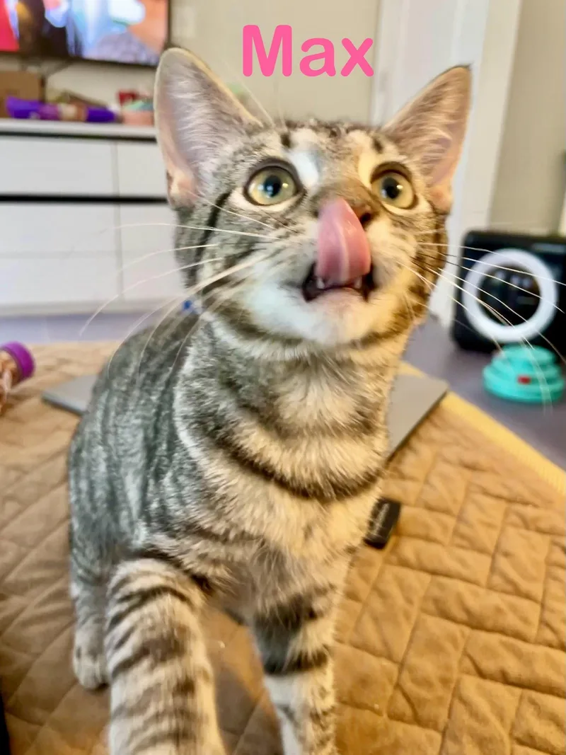 A baby medium-sized female Domestic Short Hair cat named Max for adoption in Reston, VA