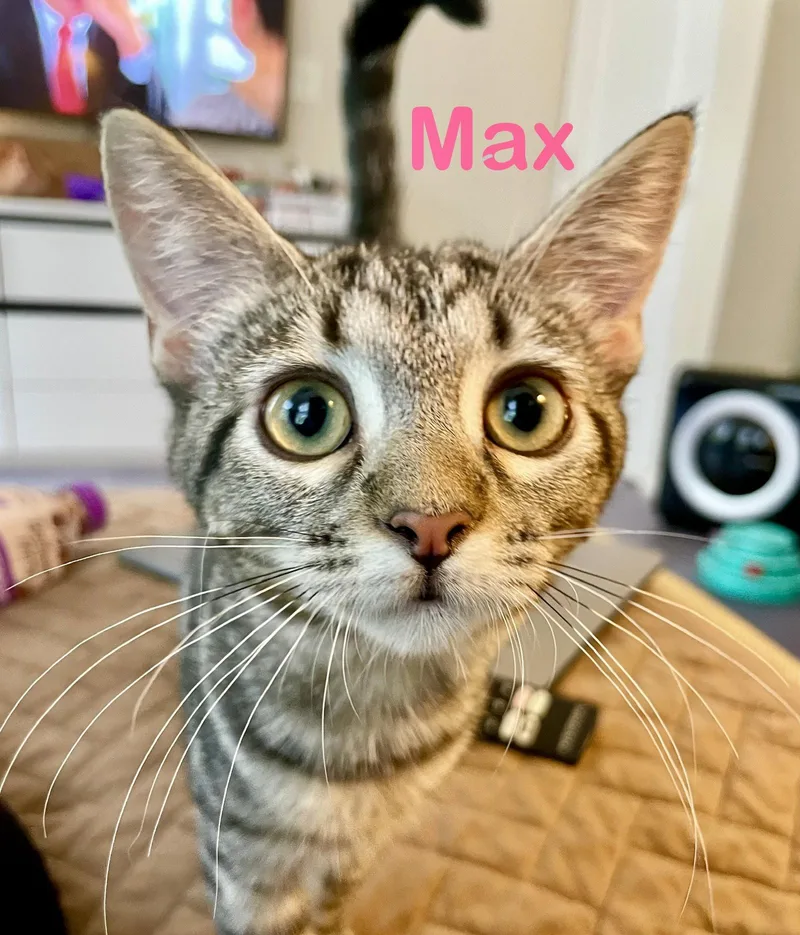 Max thumbnail 2