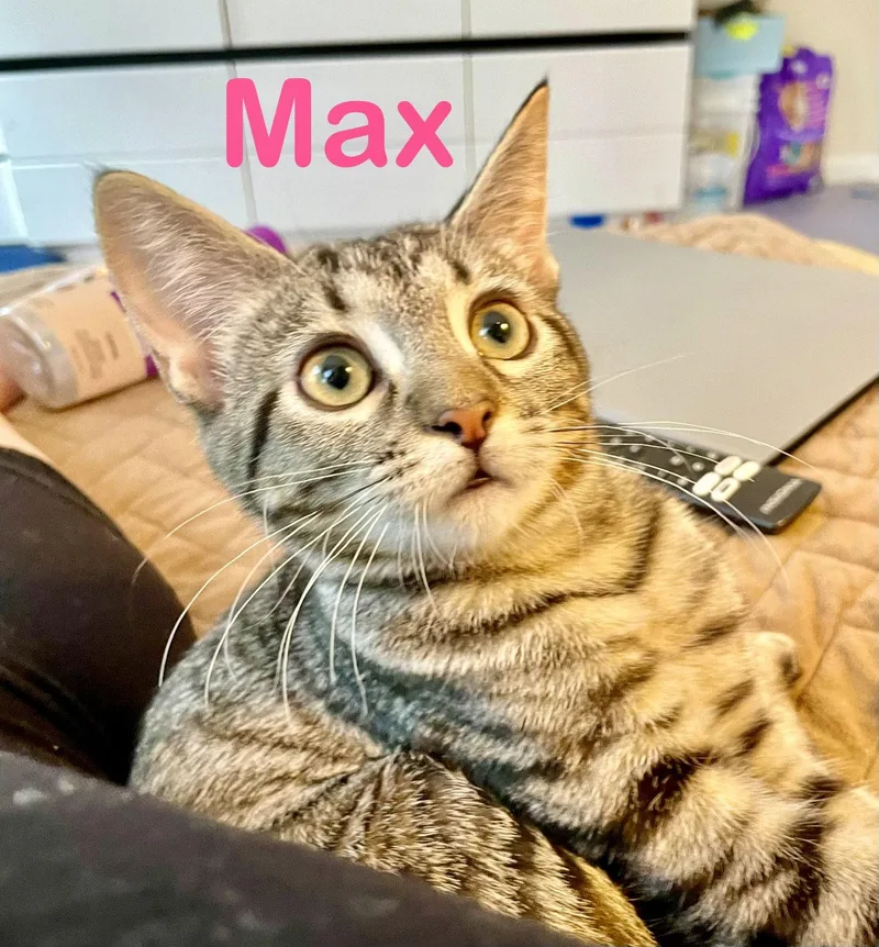 Max thumbnail 3