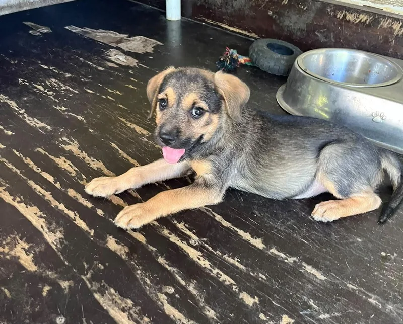 A baby small-sized female Mixed Breed dog named . for adoption in Orlando, FL