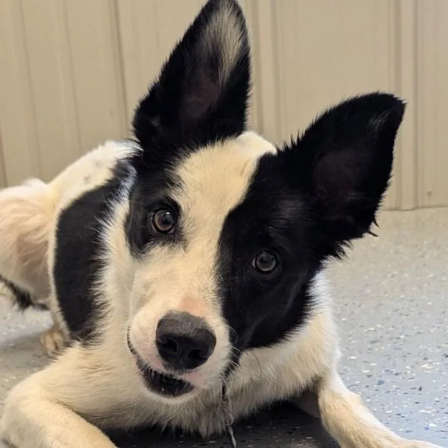 An adult medium-sized male Border Collie dog named Willy for adoption in Yankton, SD
