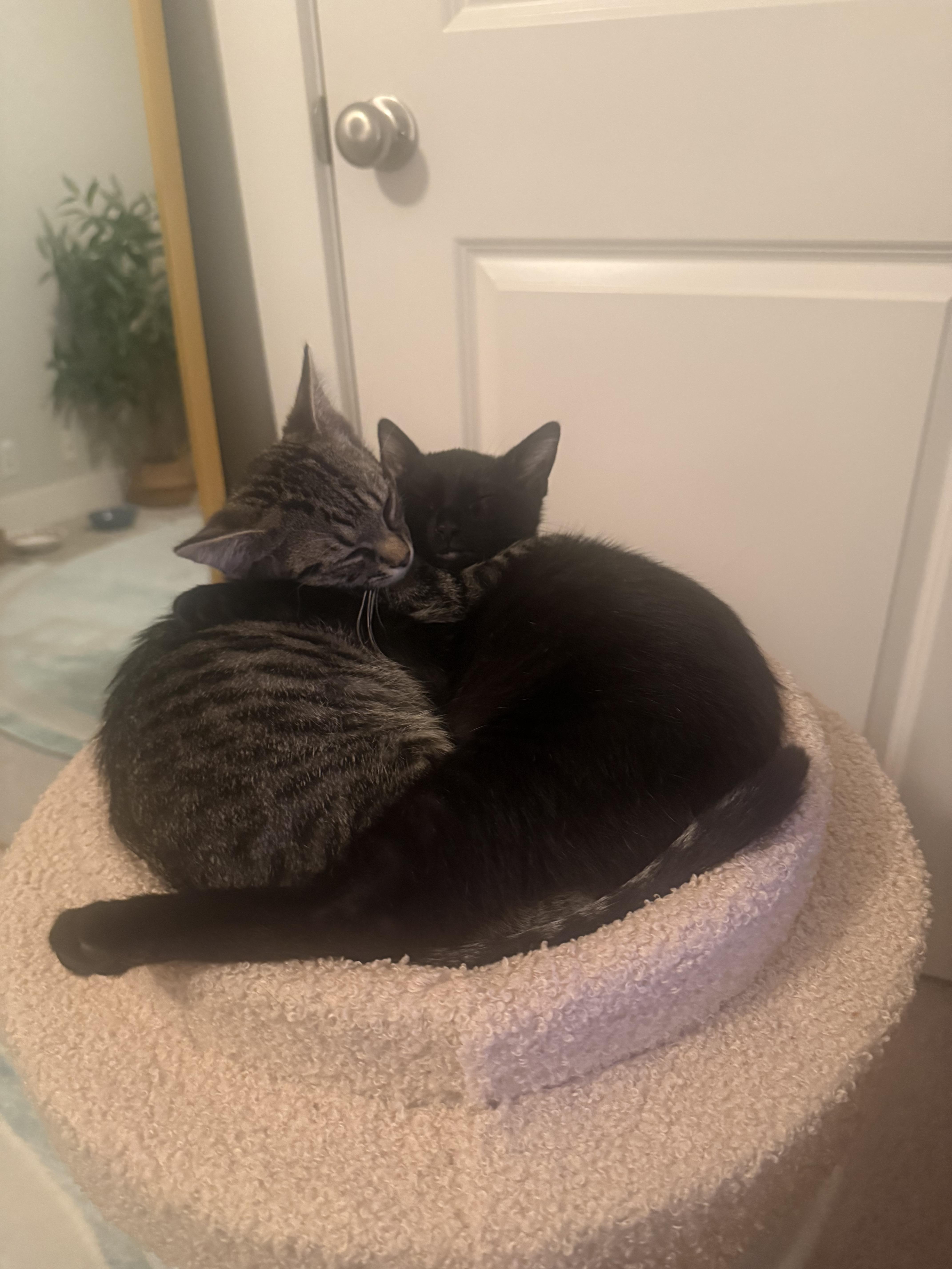 A baby small-sized male Black Domestic Short Hair cat named Jax & Lucky for adoption in Nashville, TN