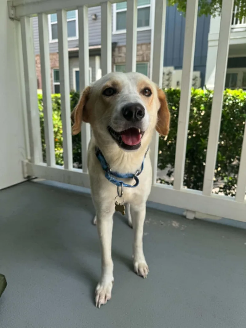 A young medium-sized male Labrador Retriever dog named Biscuit for adoption in Houston, TX