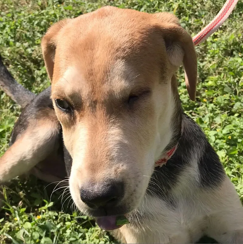 An adult medium-sized female Black Labrador Retriever dog named Blinky for adoption in Laredo, TX
