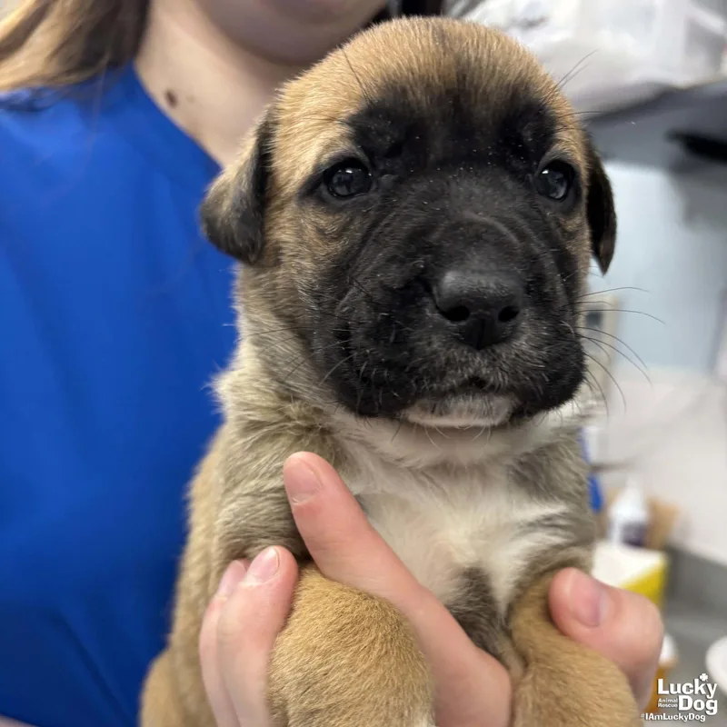 A baby medium-sized female Labrador Retriever dog named Wilma for adoption in Washington, DC