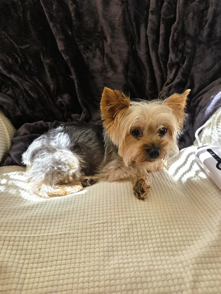 An adult small-sized female Black Yorkshire Terrier dog named Candy for adoption in Salt Lake City, UT