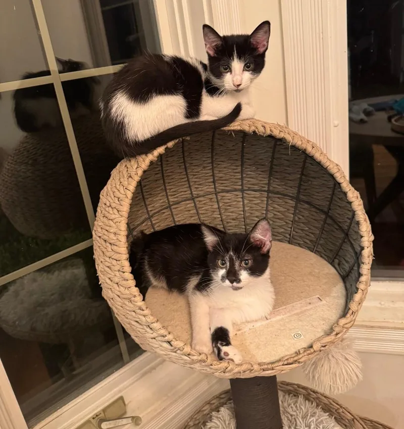 Cash  Shy & thumbnail 2