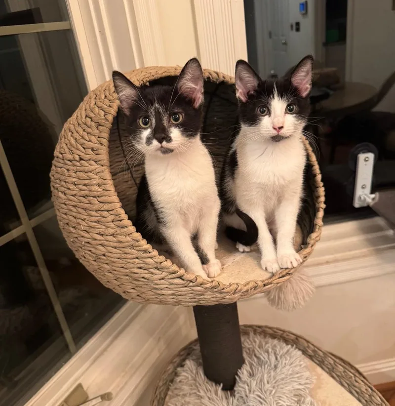 Cash  Shy & thumbnail 3