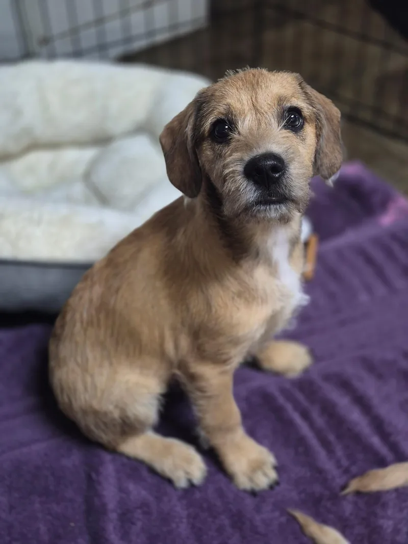 A baby medium-sized male Apricot / Beige Curly-Coated Retriever dog named Beau for adoption in Los Angeles, CA