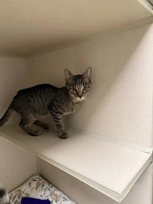 A baby medium-sized male Domestic Short Hair cat named Dr. Finkelstein for adoption in East Brookfield, MA