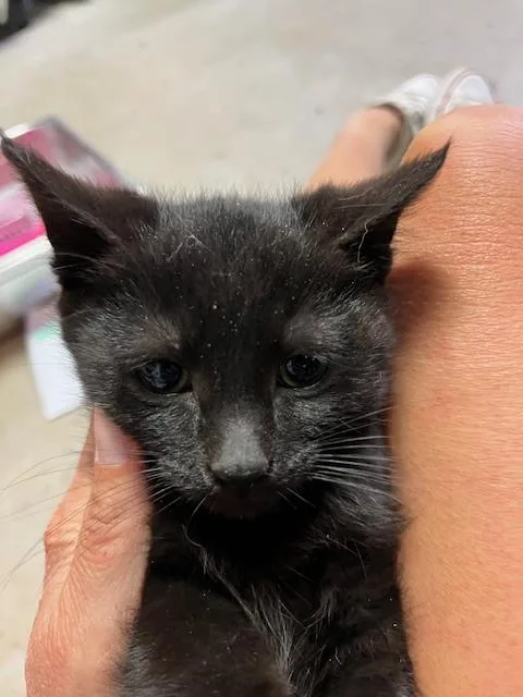 A baby small-sized female Black & White / Tuxedo Domestic Short Hair cat named Coal for adoption in Anoka, MN