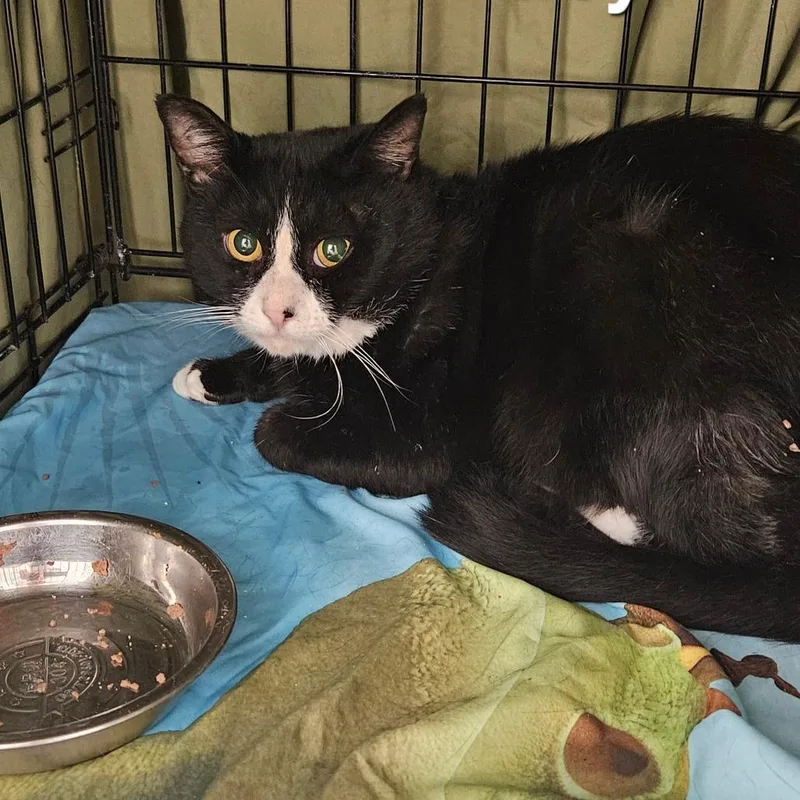 An adult large-sized male Black Domestic Short Hair cat named Troy for adoption in Oneonta, NY