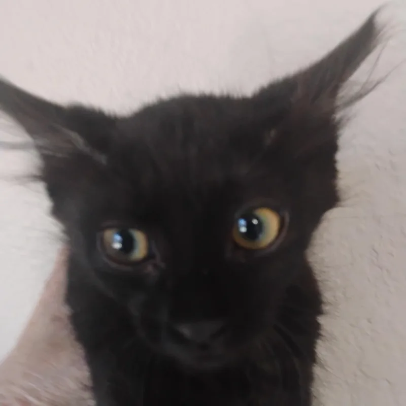 A baby medium-sized female Black Domestic Long Hair cat named Deja Vu Lb Long for adoption in Phoenix, AZ