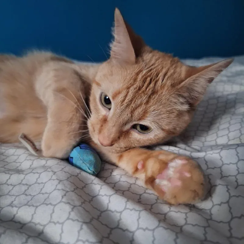 A young medium-sized female Buff / Tan / Fawn Domestic Short Hair cat named Toribia for adoption in St. Paul, MN
