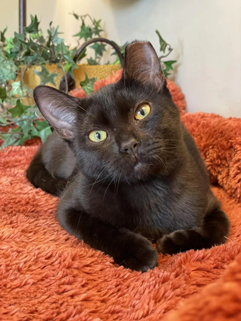 A young medium-sized female Black Domestic Short Hair cat named Chick for adoption in Taylor, MI