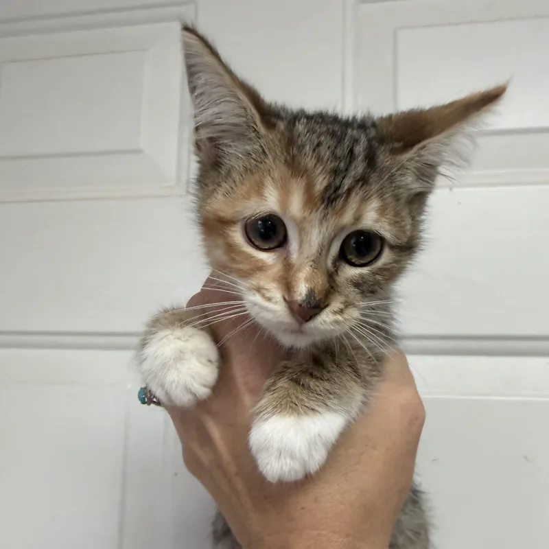 Presley thumbnail 3
