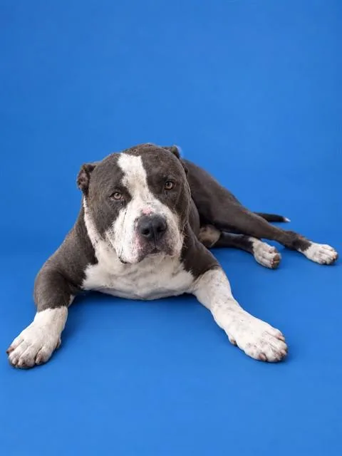 An adult large-sized male Terrier dog named Chippi for adoption in Miami, FL