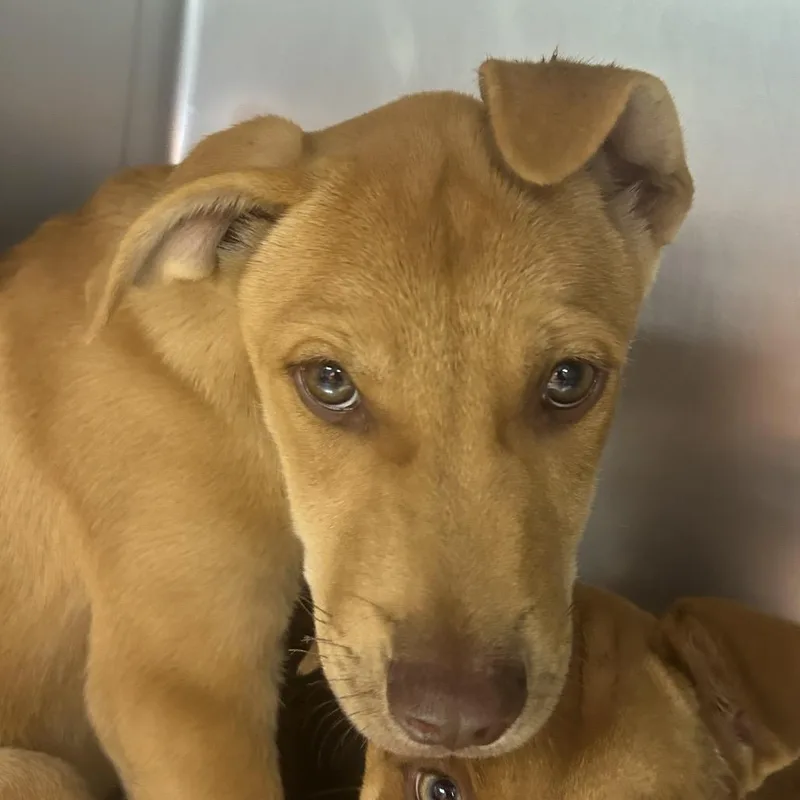 A baby small-sized male Brown / Chocolate Mixed Breed dog named Joe Simmons for adoption in St Joseph, MO