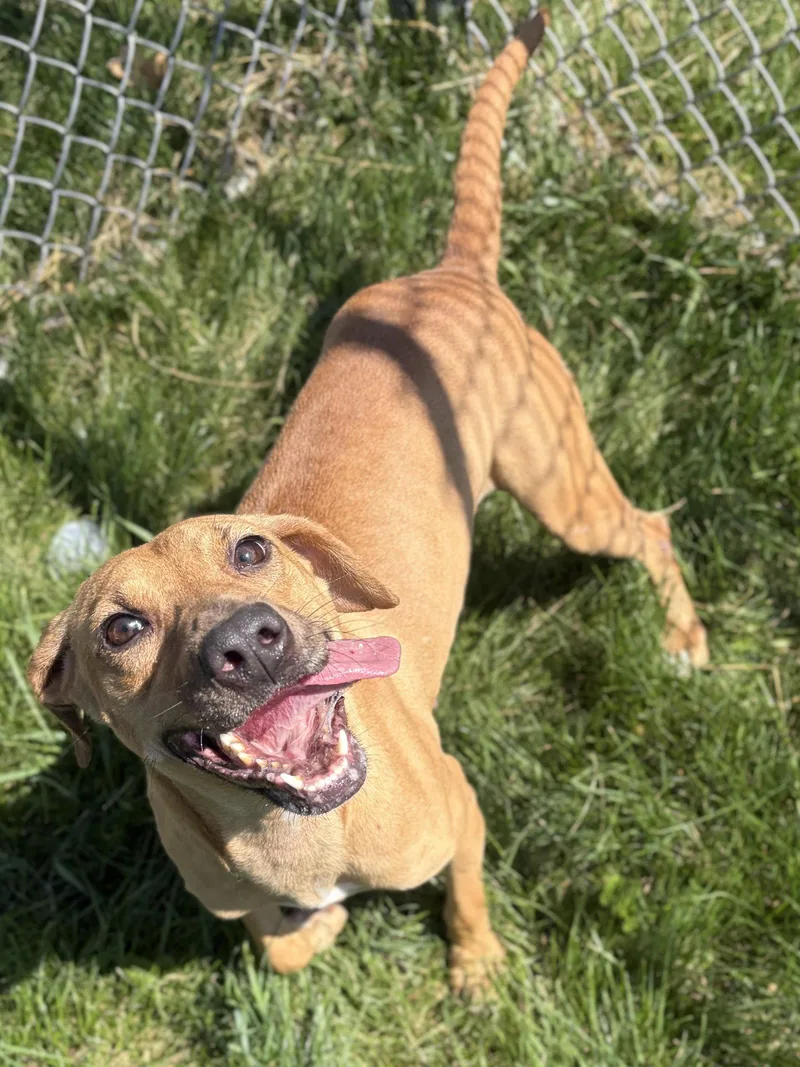 An adult medium-sized female Terrier dog named Ave for adoption in Jefferson, WI