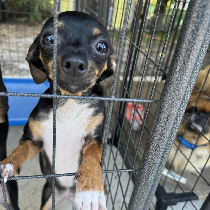 A young small-sized female Chihuahua dog named Alison for adoption in North Port, FL