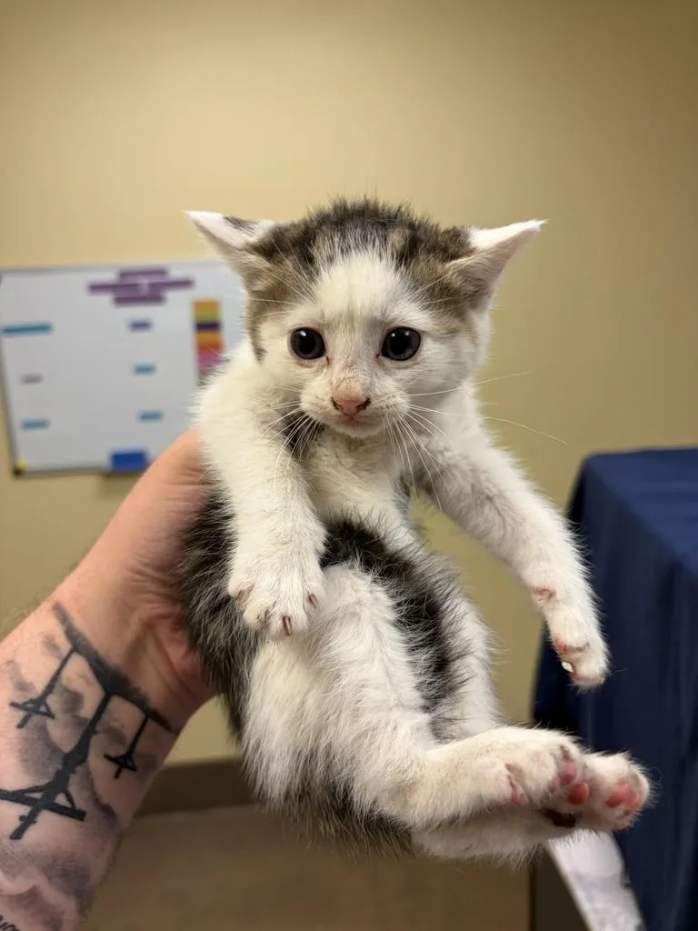 A baby medium-sized male Domestic Short Hair cat named Metallica for adoption in Florence, SC