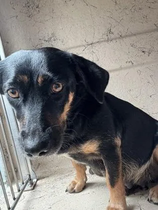 An adult small-sized female Terrier dog named Precious for adoption in Honolulu, HI