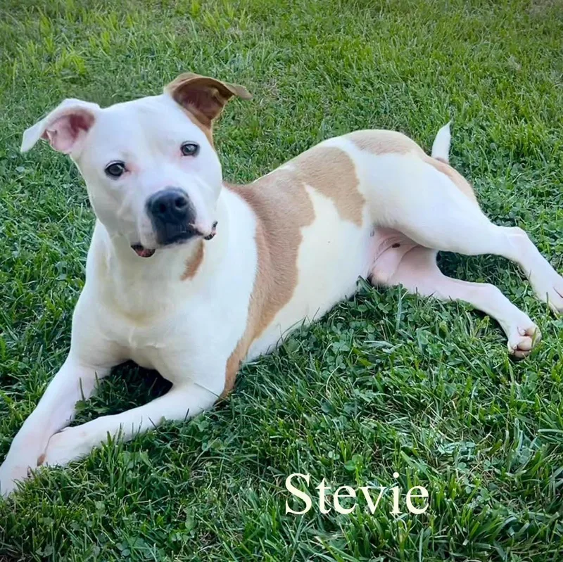 A young medium-sized male Pit Bull Terrier dog named Stevie for adoption in Moline, IL