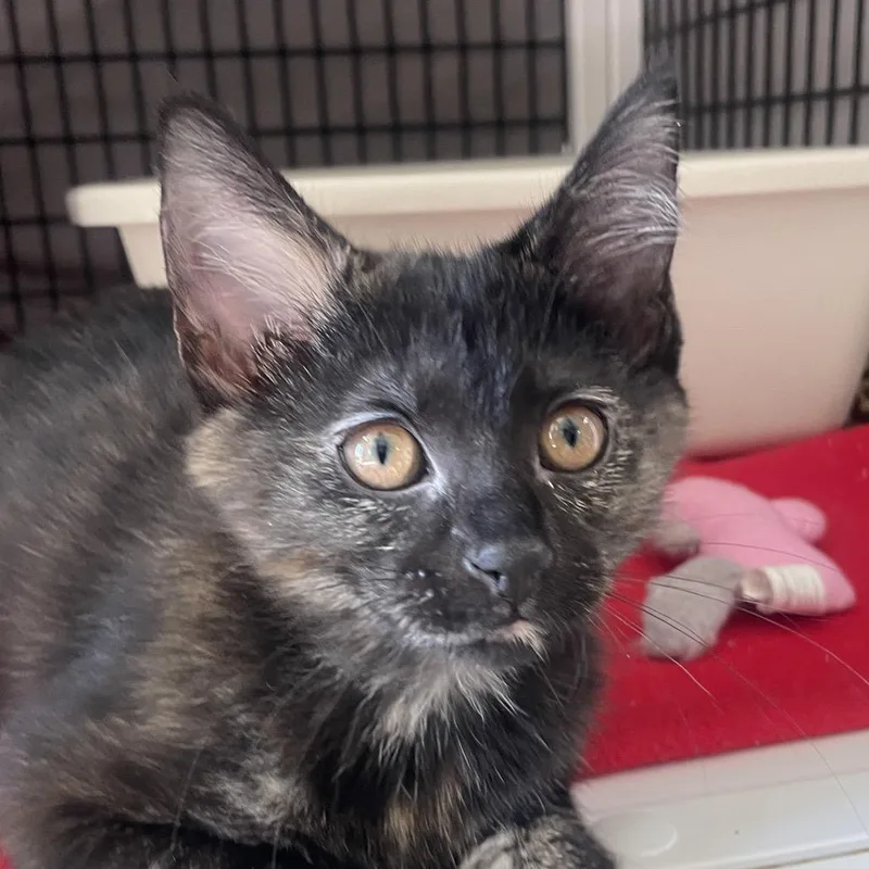 A baby small-sized female Tortoiseshell Domestic Short Hair cat named Gose for adoption in Chicago, IL