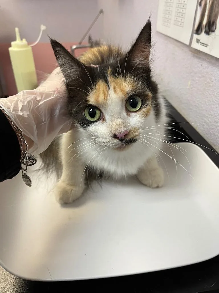 A young medium-sized female Calico cat named Rhiannon for adoption in New Braunfels, TX