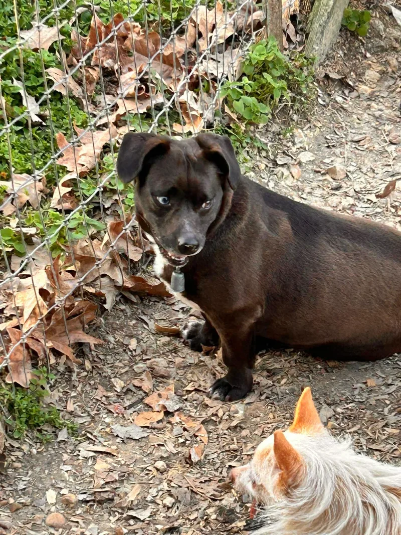 An adult small-sized female Black Chiweenie dog named Bit for adoption in Watertown, CT