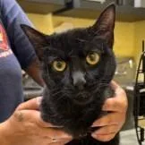 A young small-sized female Black Domestic Short Hair cat named Moon for adoption in New York, NY