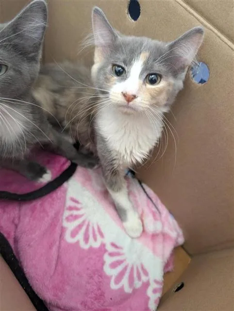 A baby small-sized female Domestic Short Hair cat named Squishy for adoption in Sacramento, CA