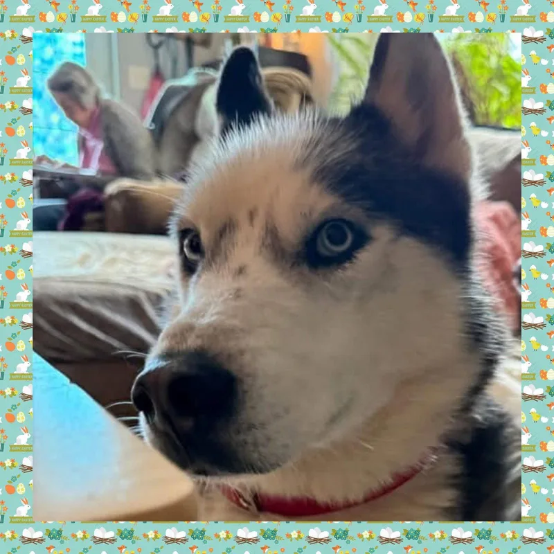 An adult large-sized male Siberian Husky dog named Prince for adoption in Glenmoore, PA