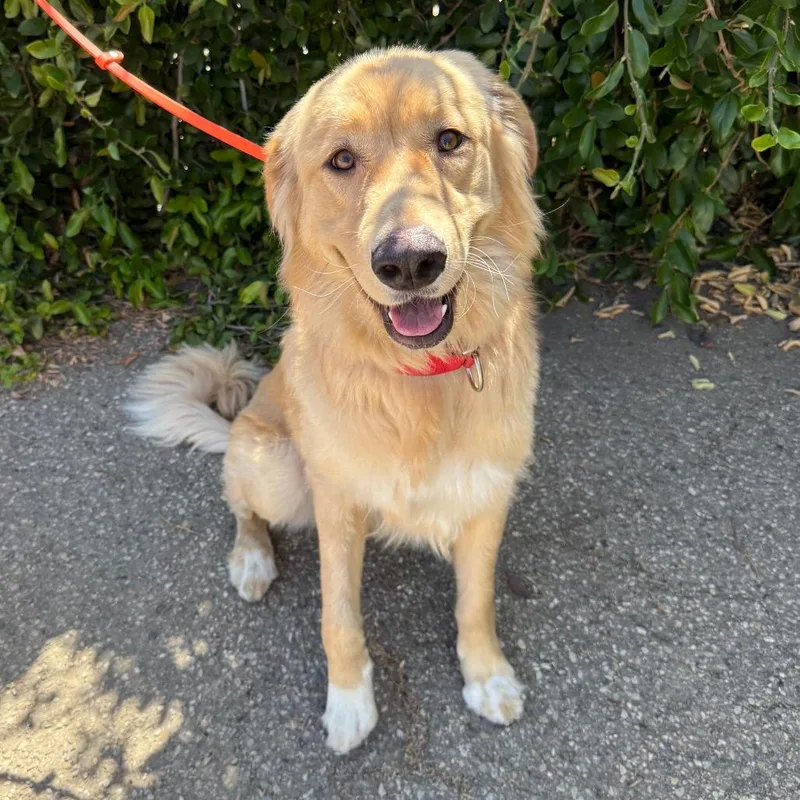 An adult large-sized male Golden Retriever dog named Comet for adoption in Santa Barbara, CA