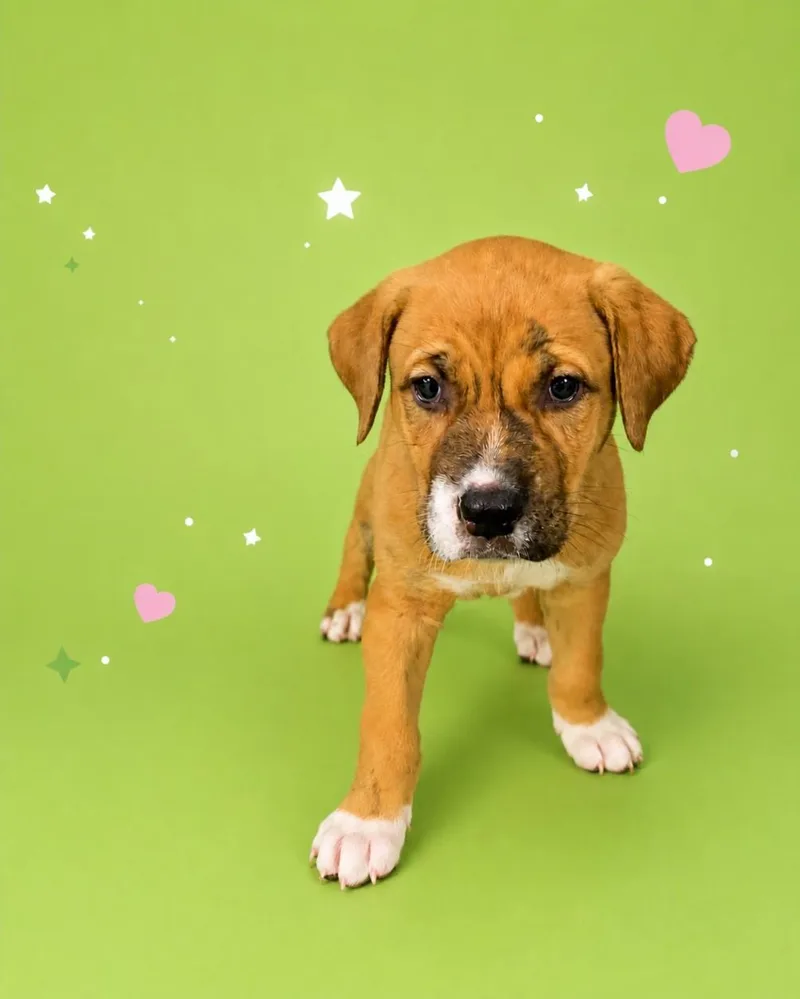 A baby small-sized female Labrador Retriever dog named Buttercup for adoption in Clinton Township, MI