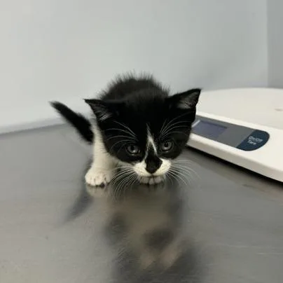 A baby small-sized female White Domestic Short Hair cat named Alice for adoption in Indianapolis, IN