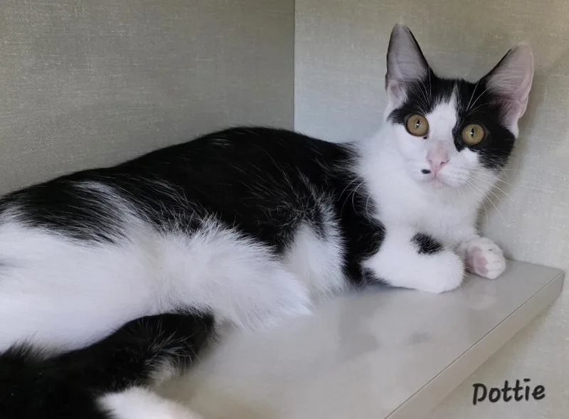 A young medium-sized female Black & White / Tuxedo Domestic Medium Hair cat named Dottie for adoption in Key Largo, FL