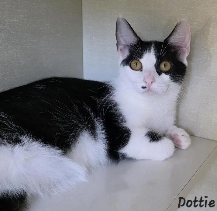 Dottie thumbnail 2