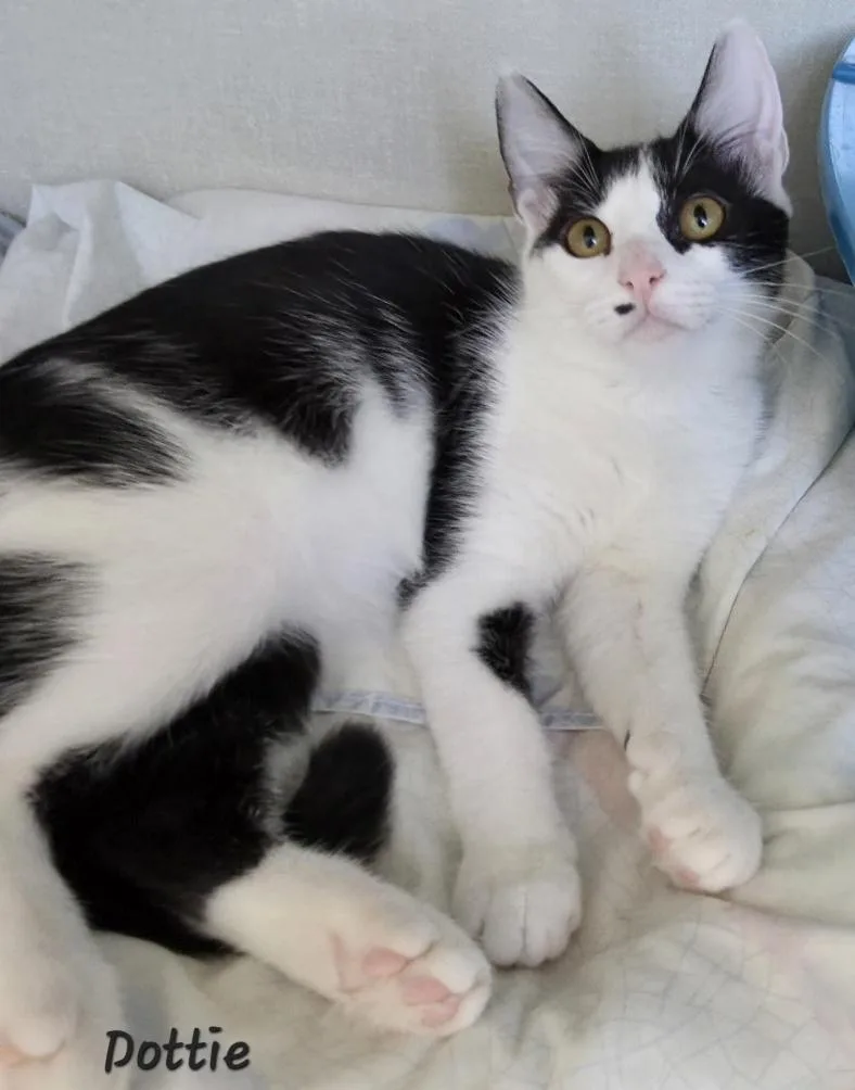 Dottie thumbnail 3