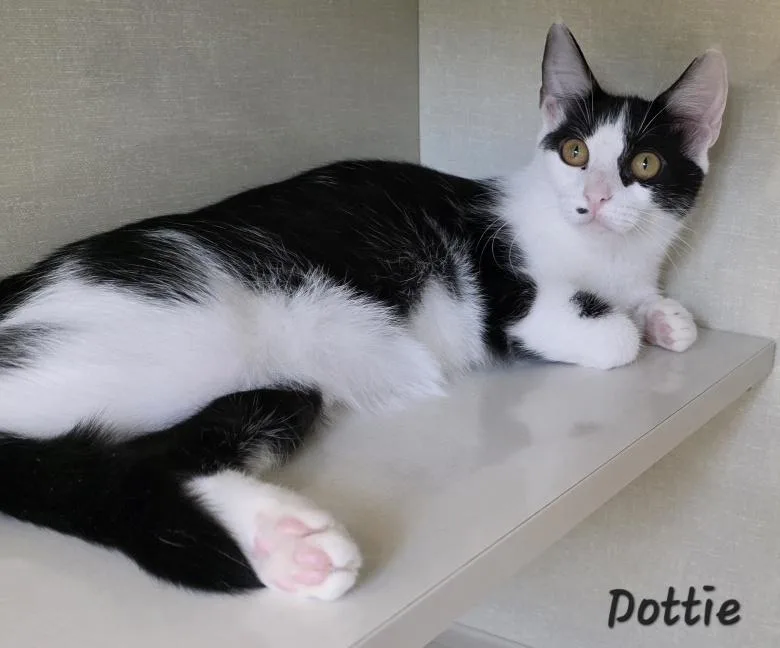Dottie thumbnail 5
