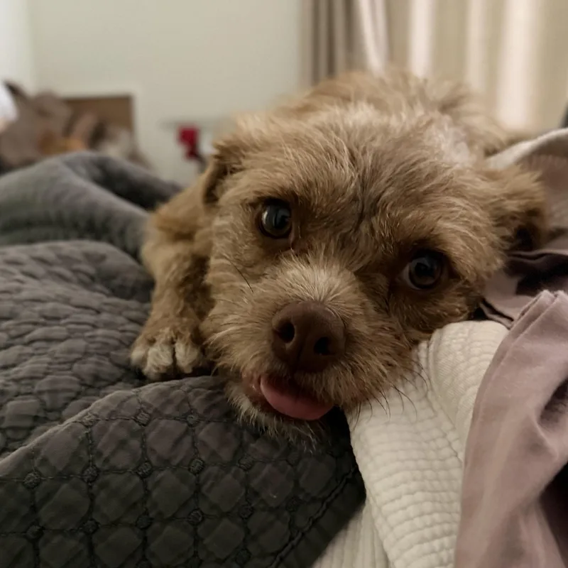 A young small-sized female Bicolor Border Terrier dog named Cleo for adoption in San Diego, CA