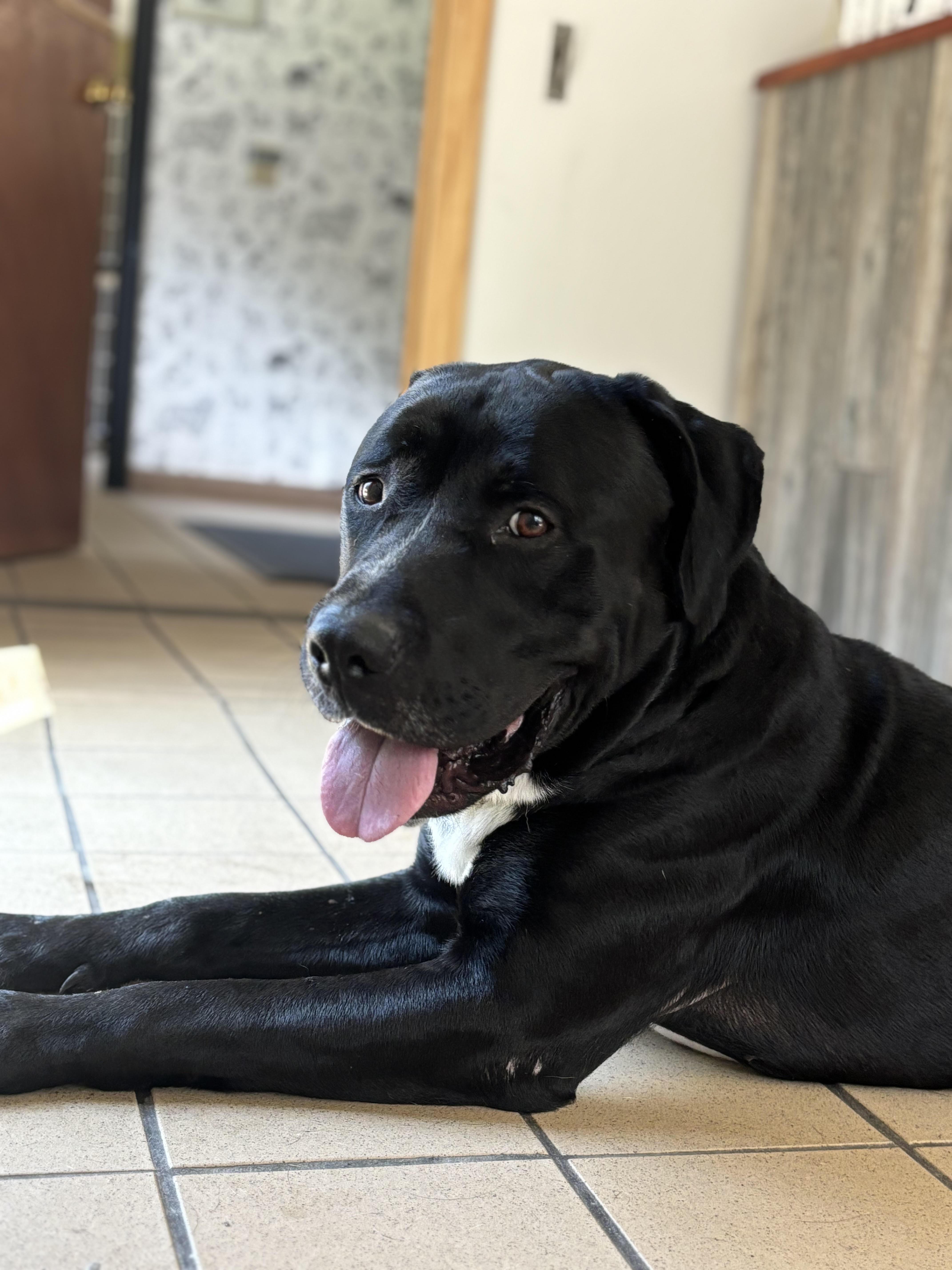 Oreo