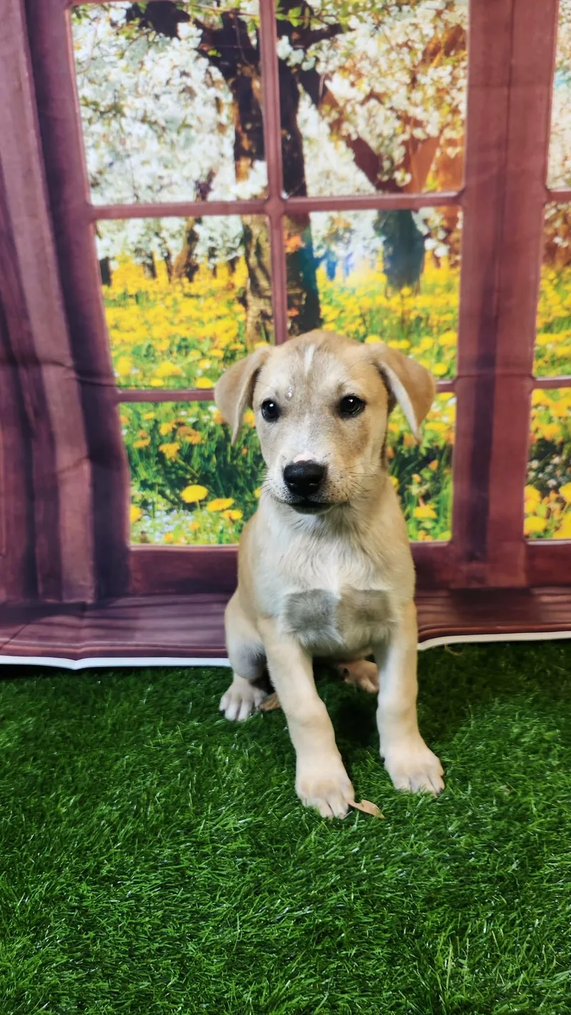 Riley Dg thumbnail 2