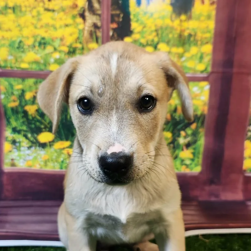 Riley Dg thumbnail 3