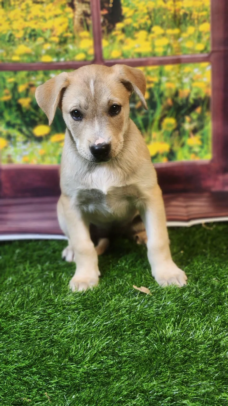 Riley Dg thumbnail 4