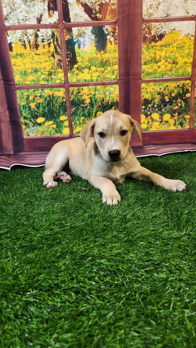 Riley Dg thumbnail 5