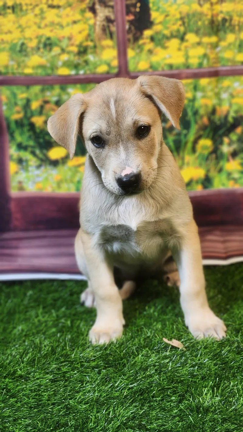 Riley Dg thumbnail 6