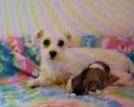 An adult small-sized female Poodle dog named Mae for adoption in Washington, DC