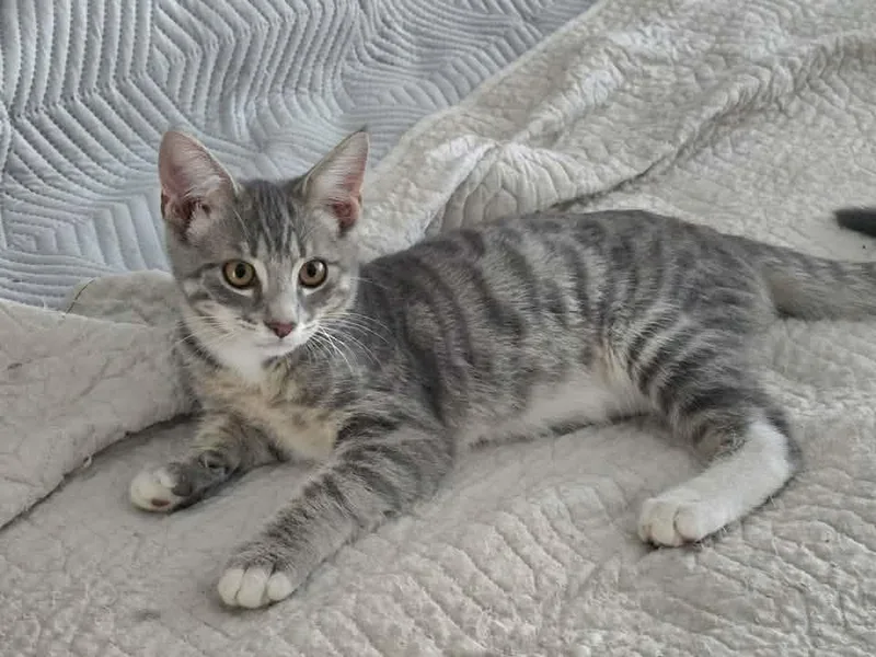 A baby small-sized male Tabby (Gray / Blue / Silver) Domestic Short Hair cat named Gandalf the Gray for adoption in Clarksville, TN